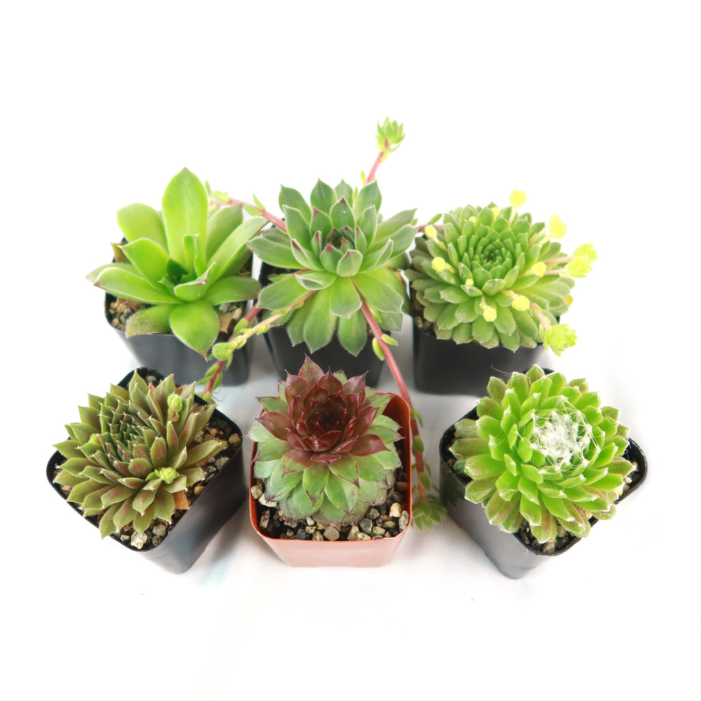 Hens and Chicks Sempervivum (6-Packs)
