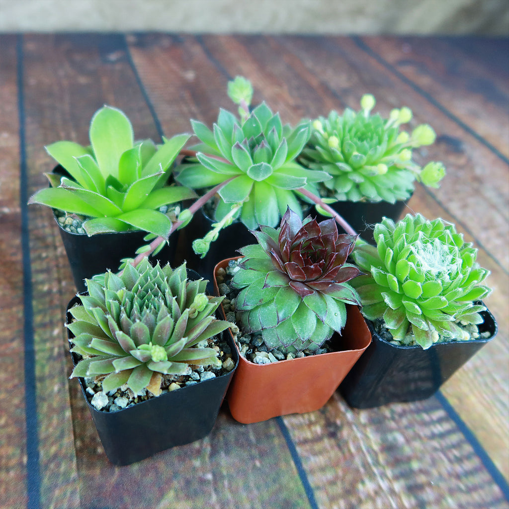 Hens and Chicks Sempervivum (6-Packs)