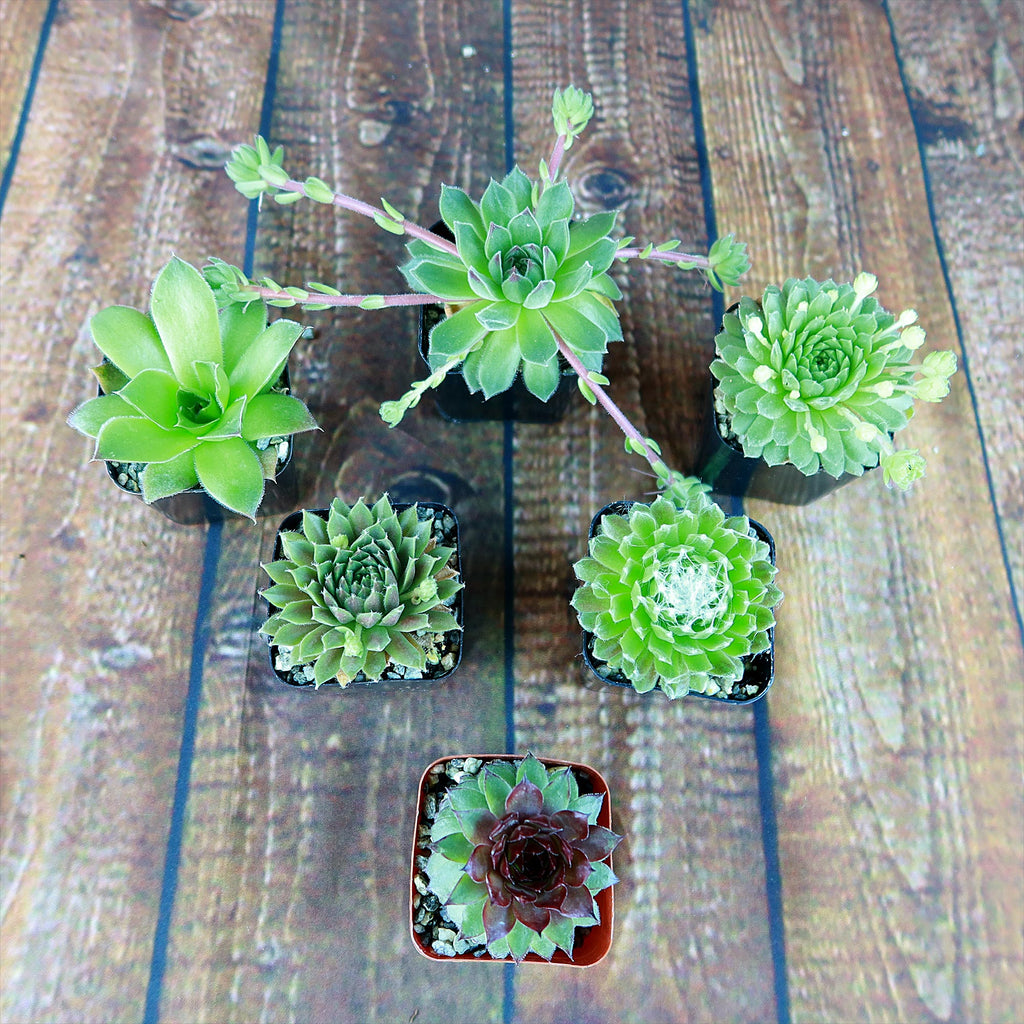 Hens and Chicks Sempervivum (6-Packs)