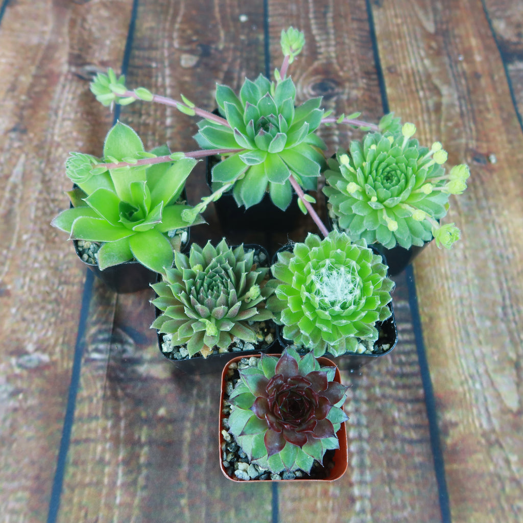 Hens and Chicks Sempervivum (6-Packs)