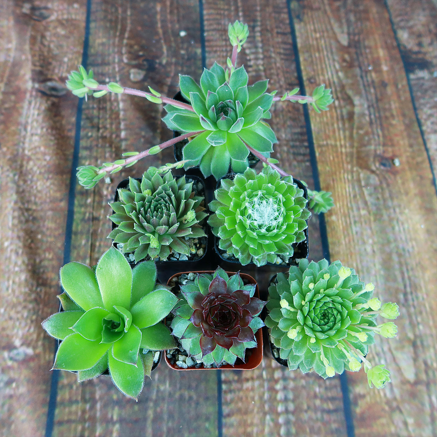 succulents box variegated sempervivum hen and chicks succulent for sale Shop 'Hens and Chicks Sempervivum (6-Packs)' For Sale