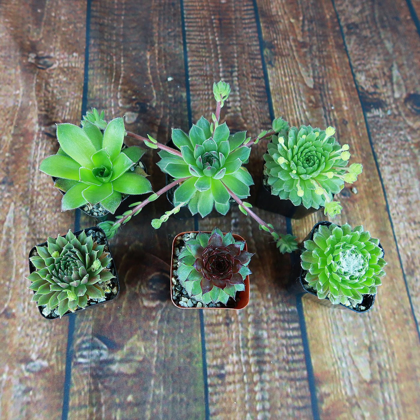 SucculentopiaCo 12-Pack Baby Sempervivum Hens & Chicks – 10 Varieties, Healthy Organic Cuttings, Indoor/Outdoor