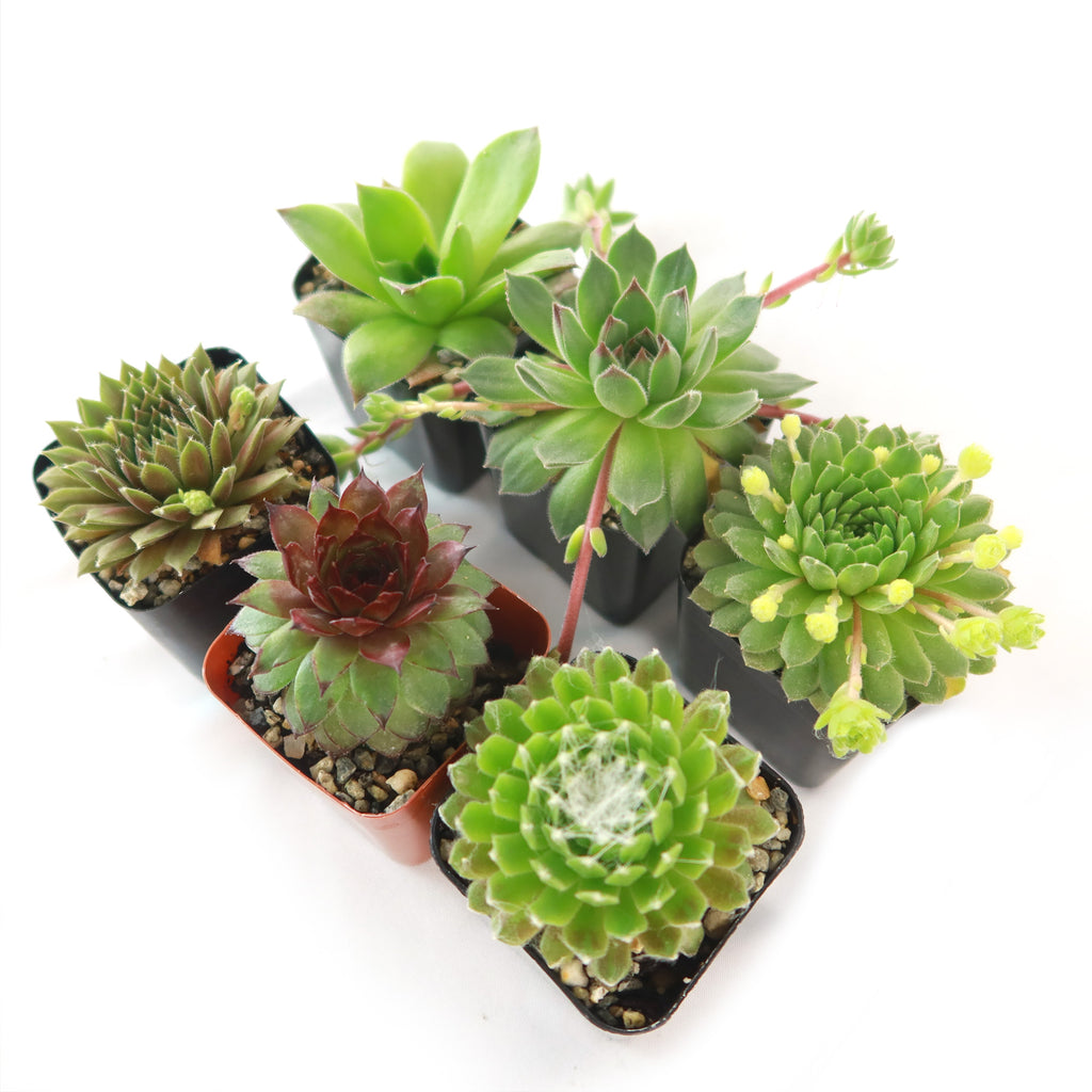 Hens and Chicks Sempervivum (6-Packs)