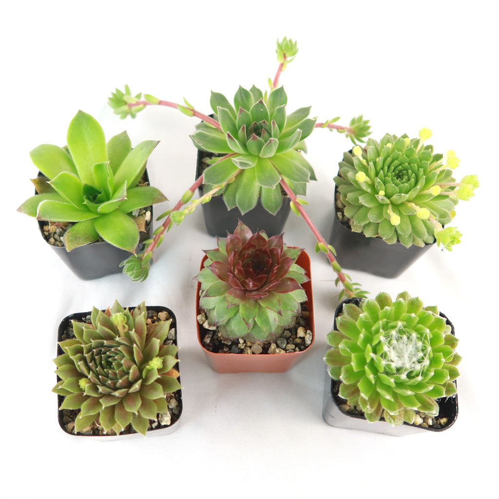 Hens and Chicks Sempervivum (6-Packs)
