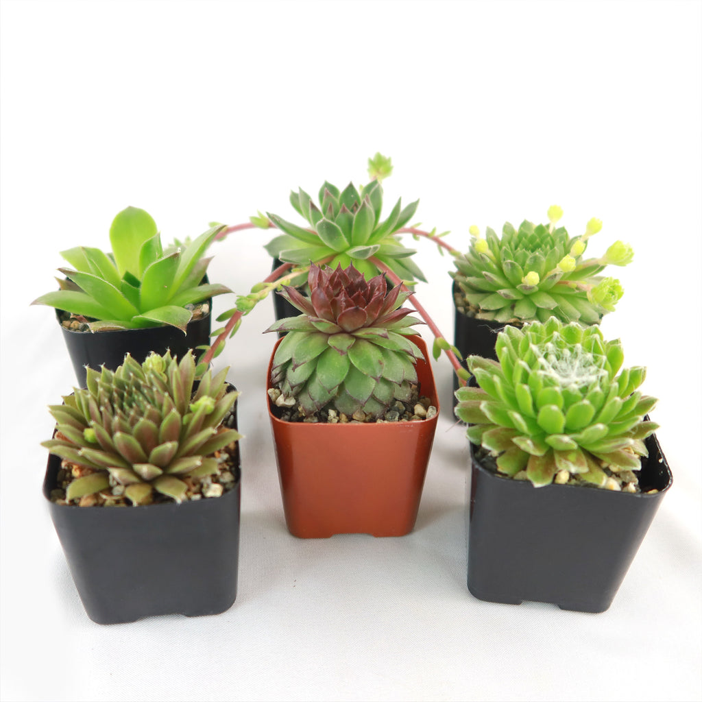 Hens and Chicks Sempervivum (6-Packs)