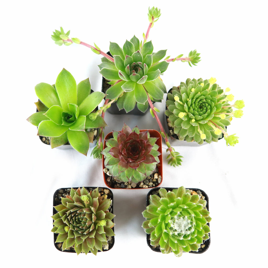 Hens and Chicks Sempervivum (6-Packs)