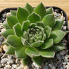 Common Houseleek - Sempervivum tectorum &