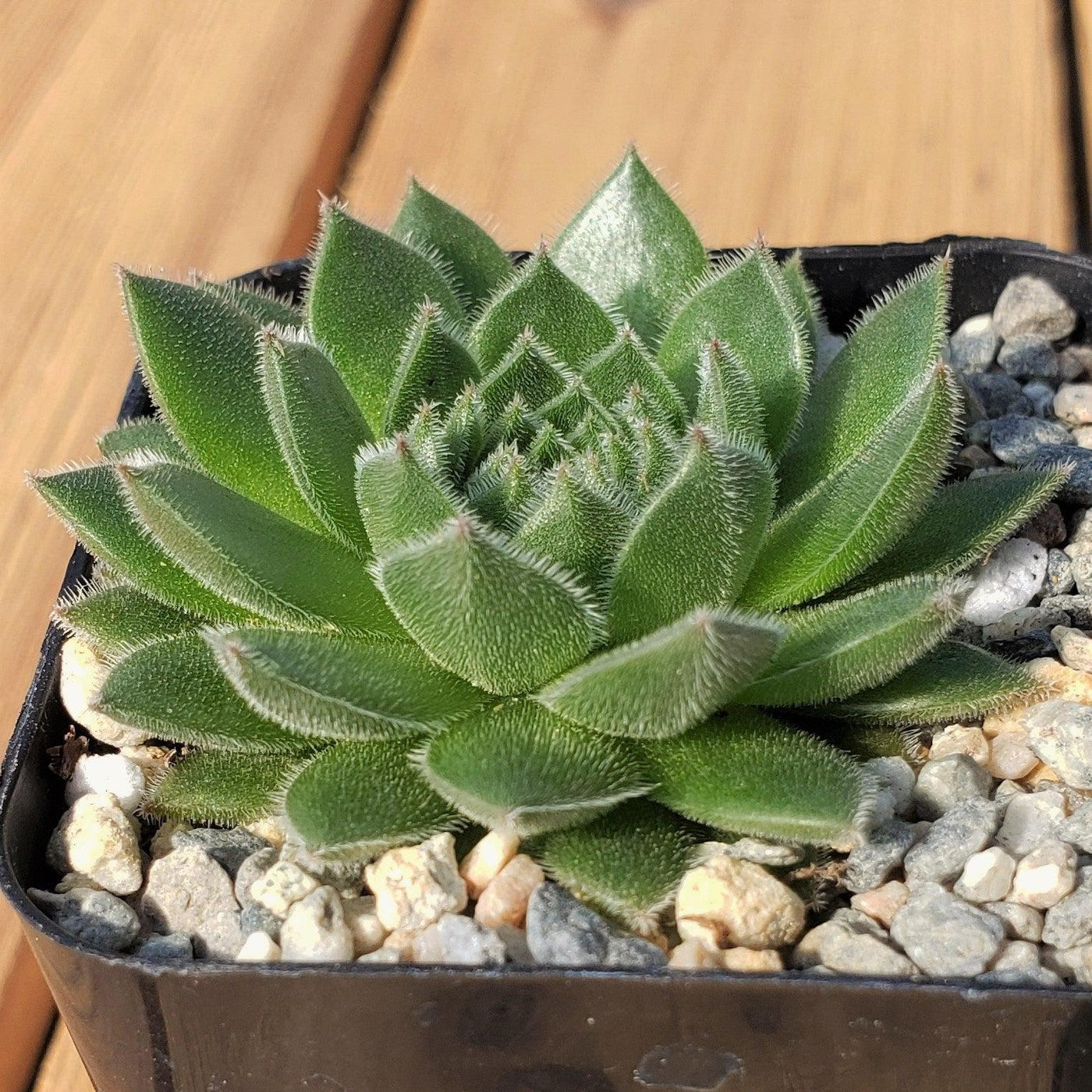 plant called house leak Shop 'Sempervivum tectorum - Common Houseleek' Care and Info