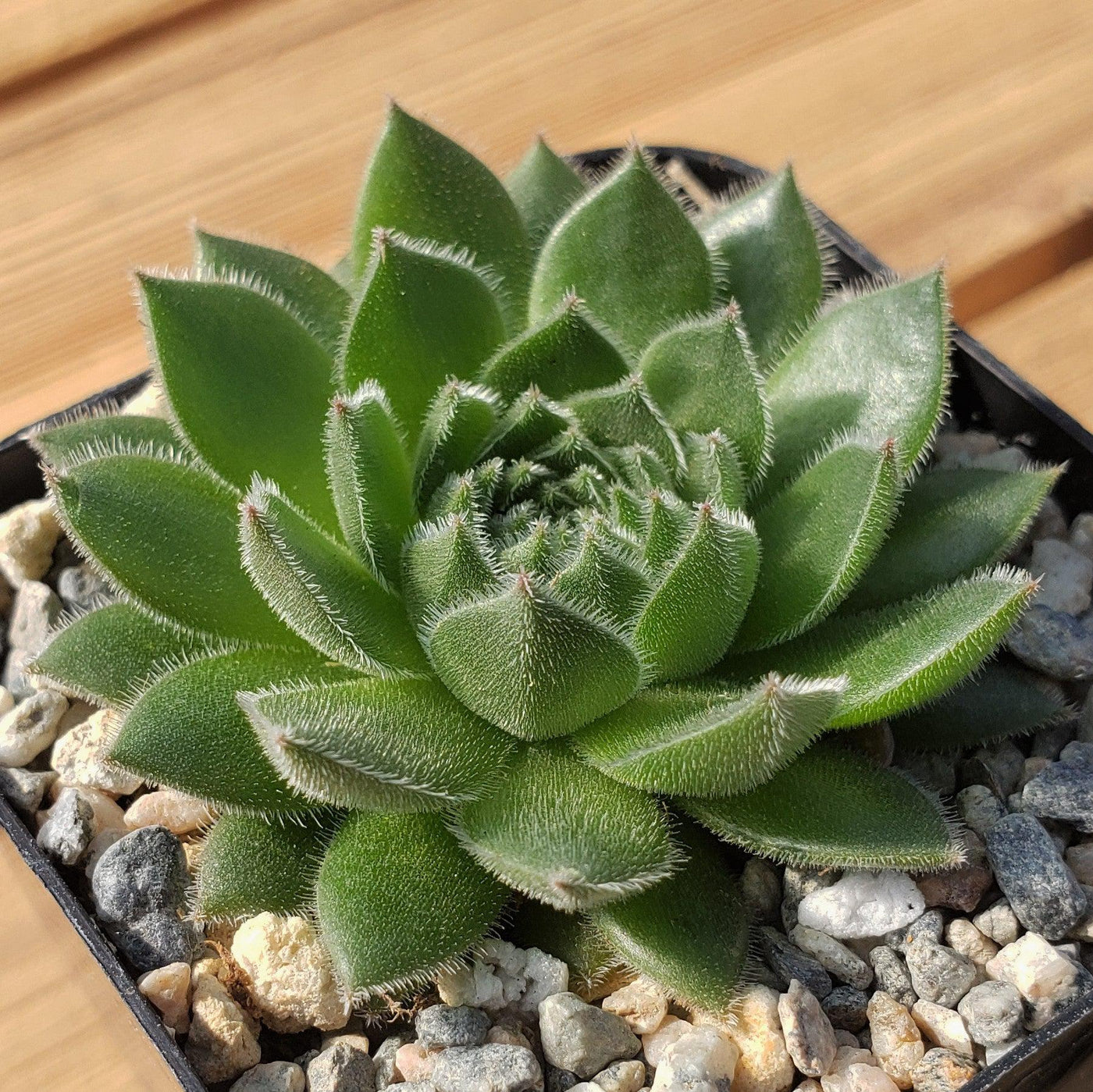 sempervivum tectorum succulent Common Houseleek