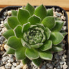 Common Houseleek - Sempervivum tectorum &