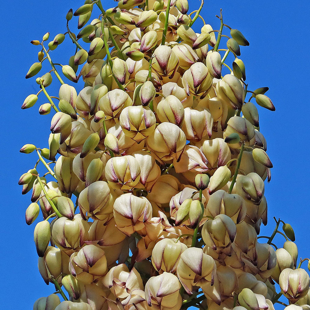 Chaparral Yucca - Hesperoyucca whipplei