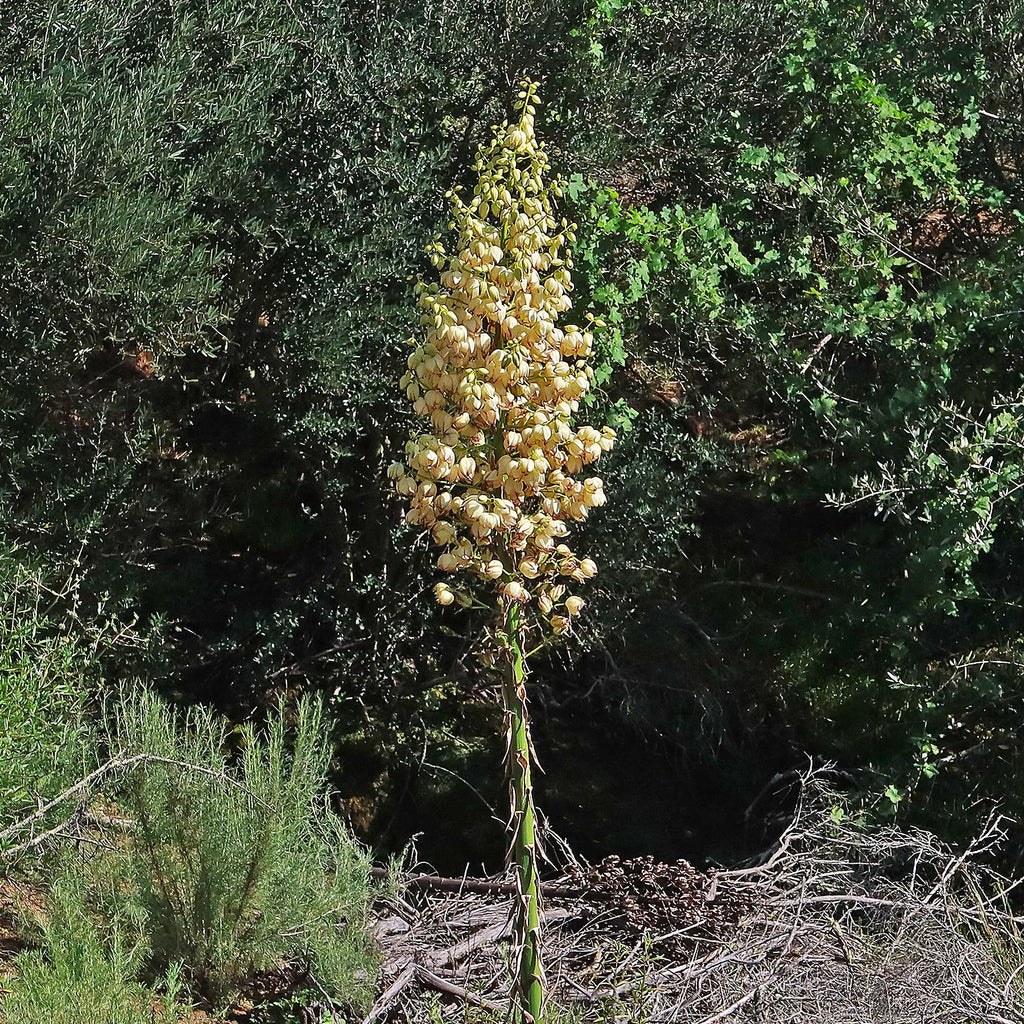 Chaparral Yucca - Hesperoyucca whipplei