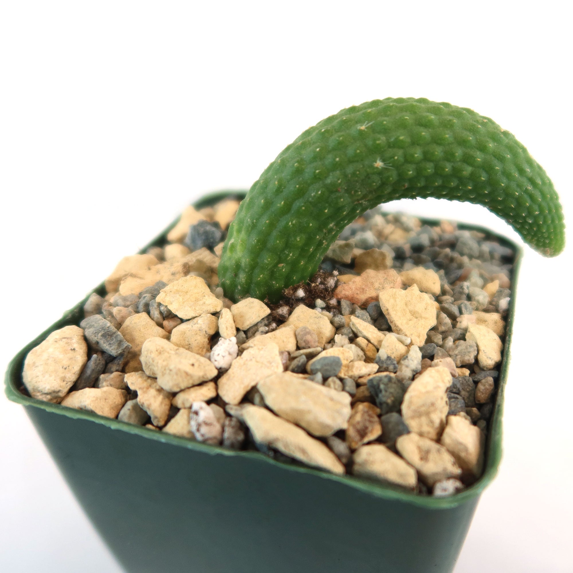 Hildewintera colademononis inermis