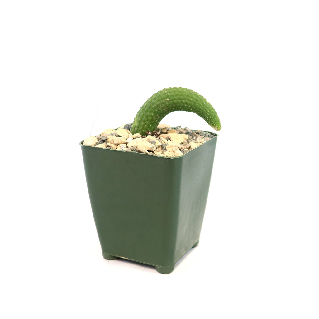 Hildewintera colademononis inermis