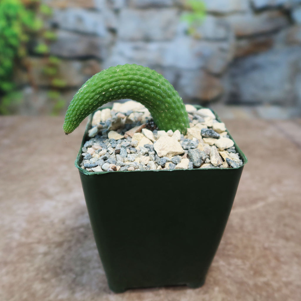 Hildewintera colademononis inermis