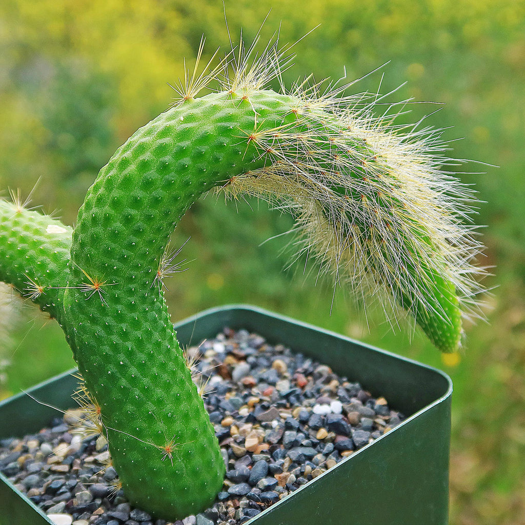 Hildewintera colademononis inermis