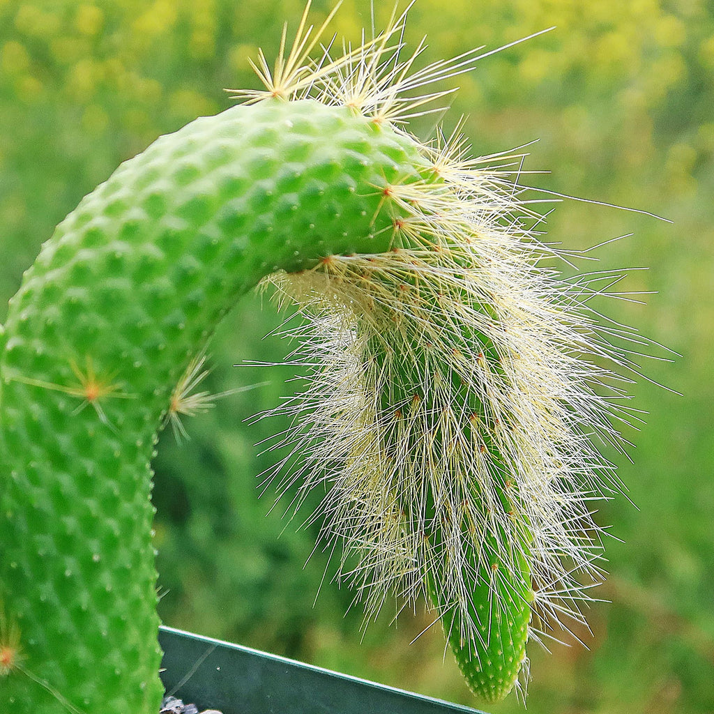 Hildewintera colademononis inermis