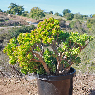 hobbit jade plant Shop 'Jade Bonsai Tree - Crassula ovata 'Hobbit' Care and Growing Guide
