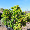 Jade Bonsai Tree -  Crassula ovata &