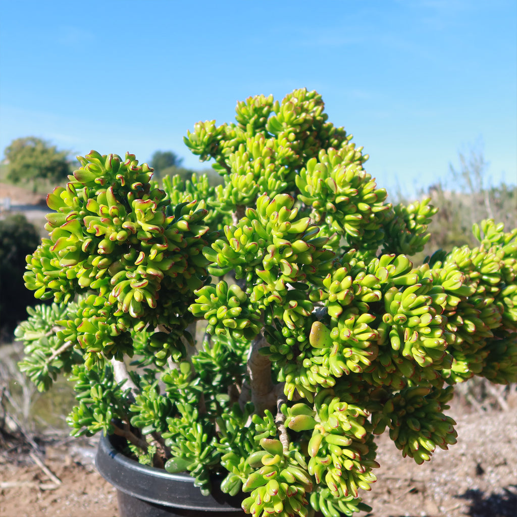 Jade Bonsai Tree -  Crassula ovata &