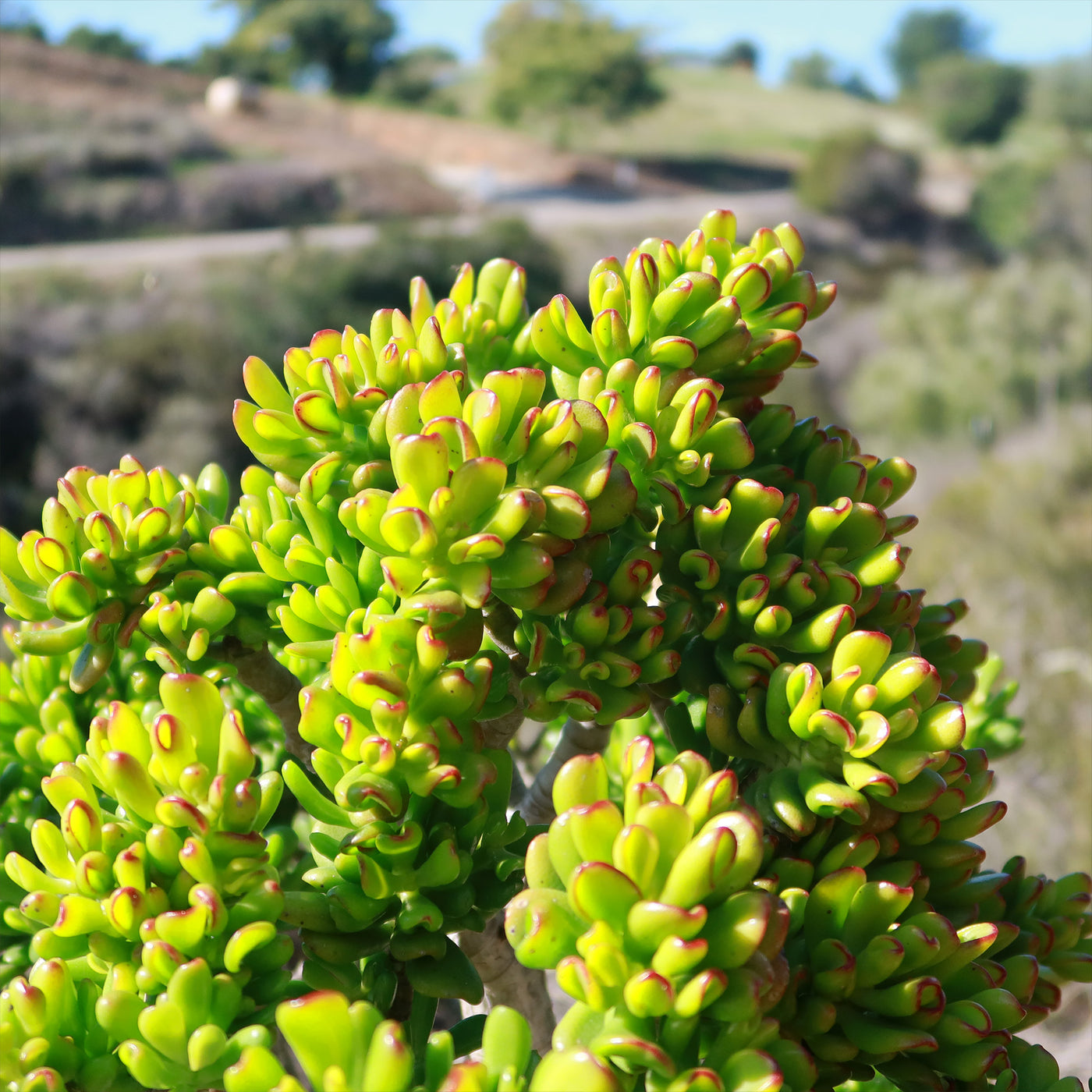 jade plant hobbit Shop 'Jade Bonsai Tree - Crassula ovata 'Hobbit' Care and Growing Guide