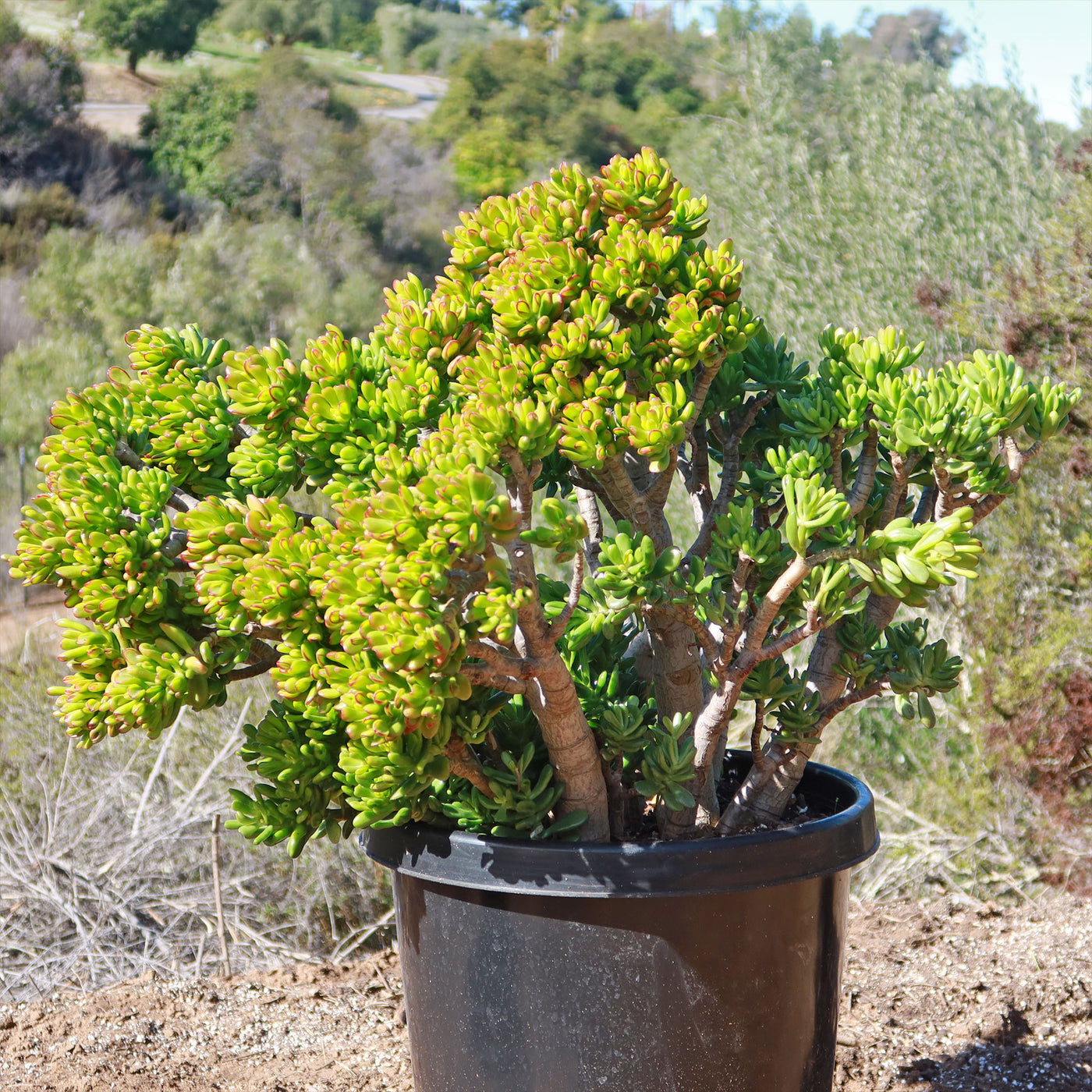 Jade Bonsai Tree -  Crassula ovata 'Hobbit'