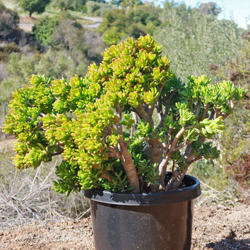 jade bonsai tree Shop 'Jade Bonsai Tree - Crassula ovata 'Hobbit' Care and Growing Guide