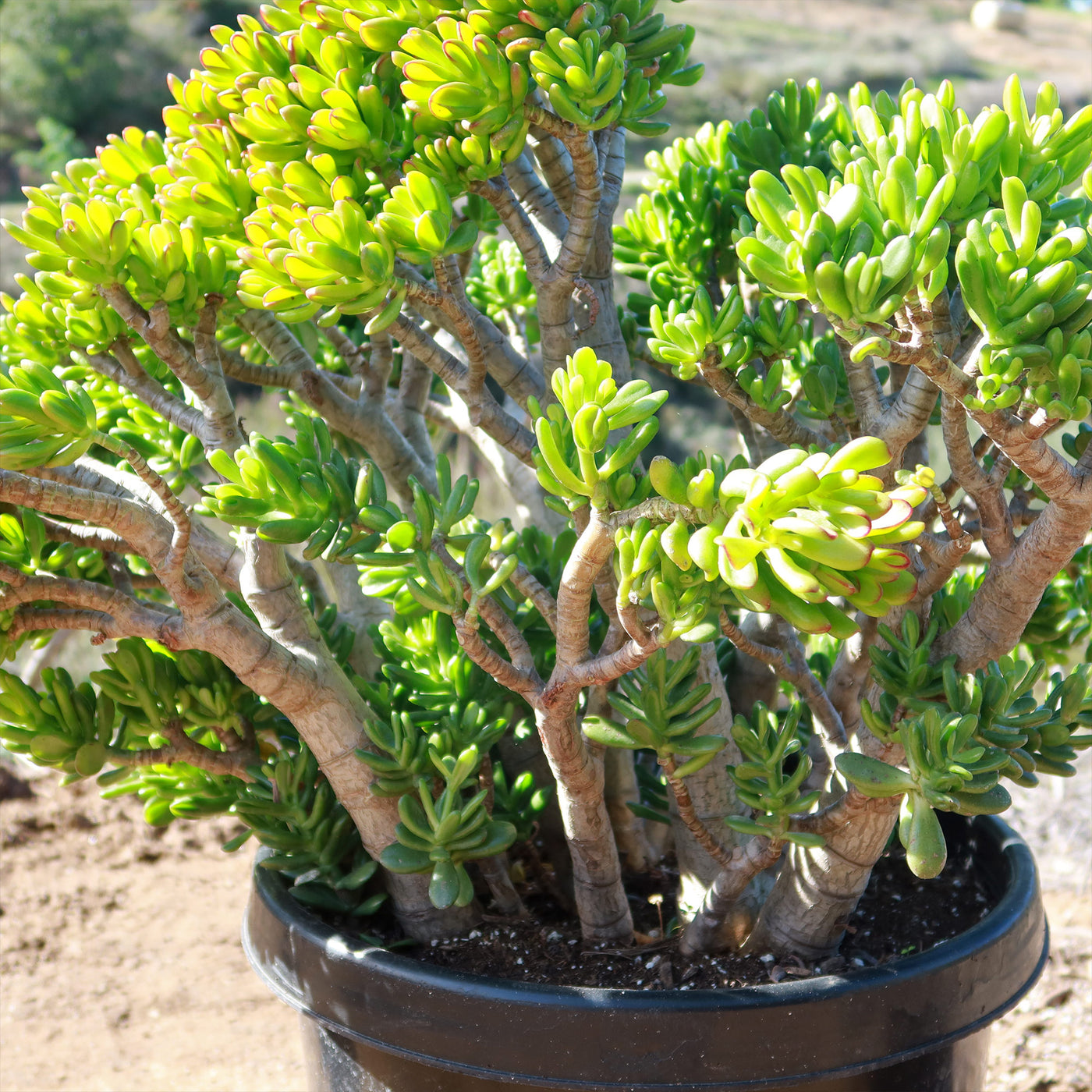 Jade Bonsai Tree -  Crassula ovata 'Hobbit'