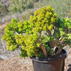 Jade Bonsai Tree -  Crassula ovata &