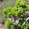 Jade Bonsai Tree -  Crassula ovata &