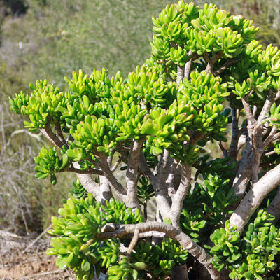 Jade Hobbit Plant -  Crassula ovata 'Hobbit'