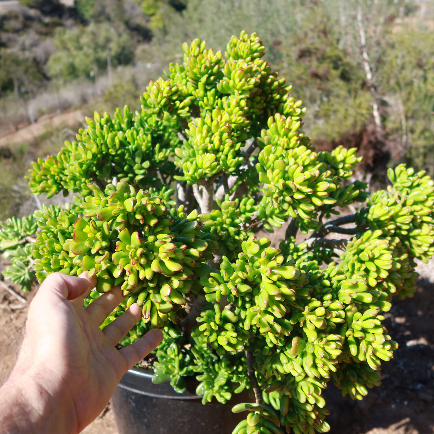 hobbit jade plant Shop 'Jade Bonsai Tree - Crassula ovata 'Hobbit' Care and Growing Guide