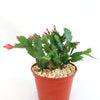 Holiday Cactus – Schlumbergera