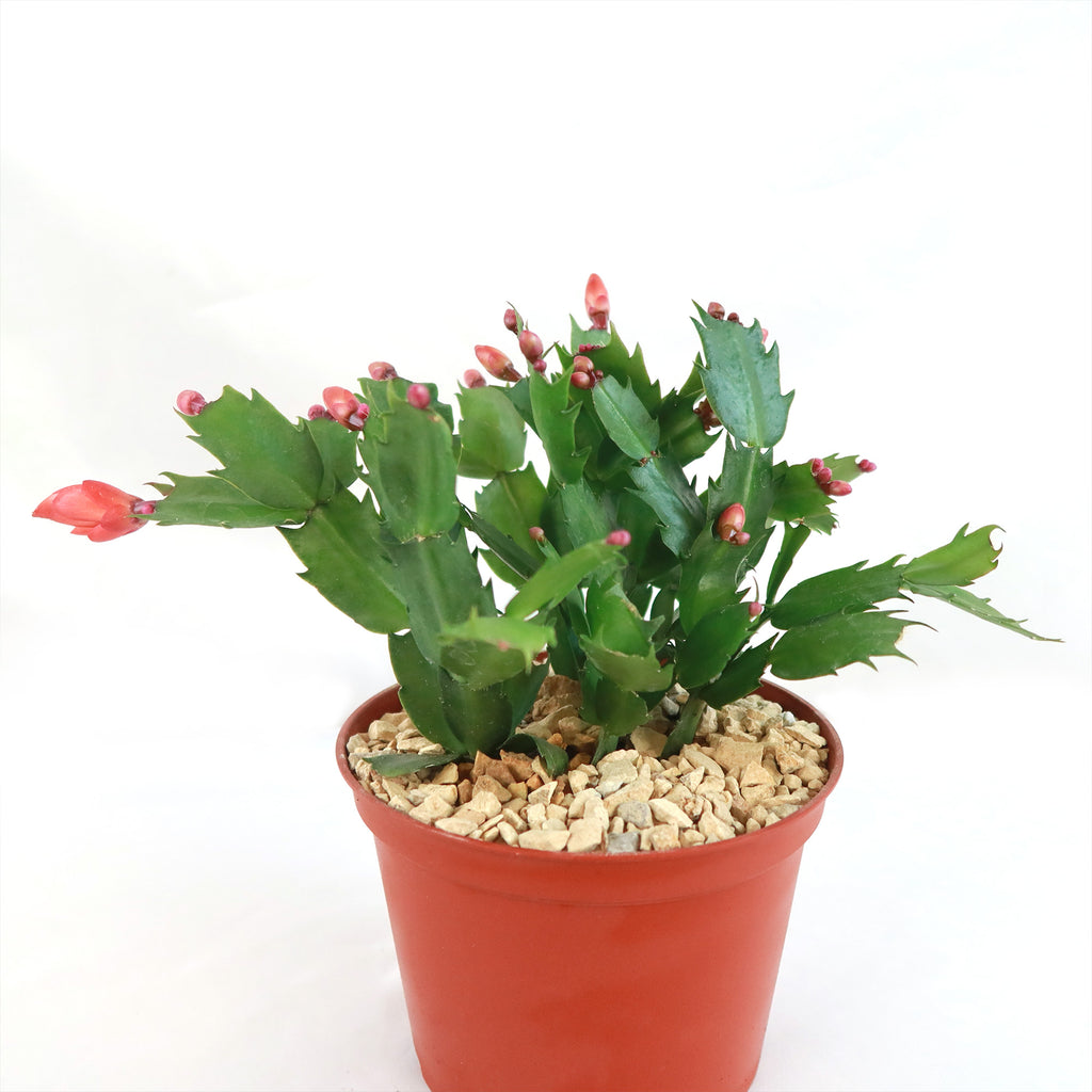 Holiday Cactus – Schlumbergera