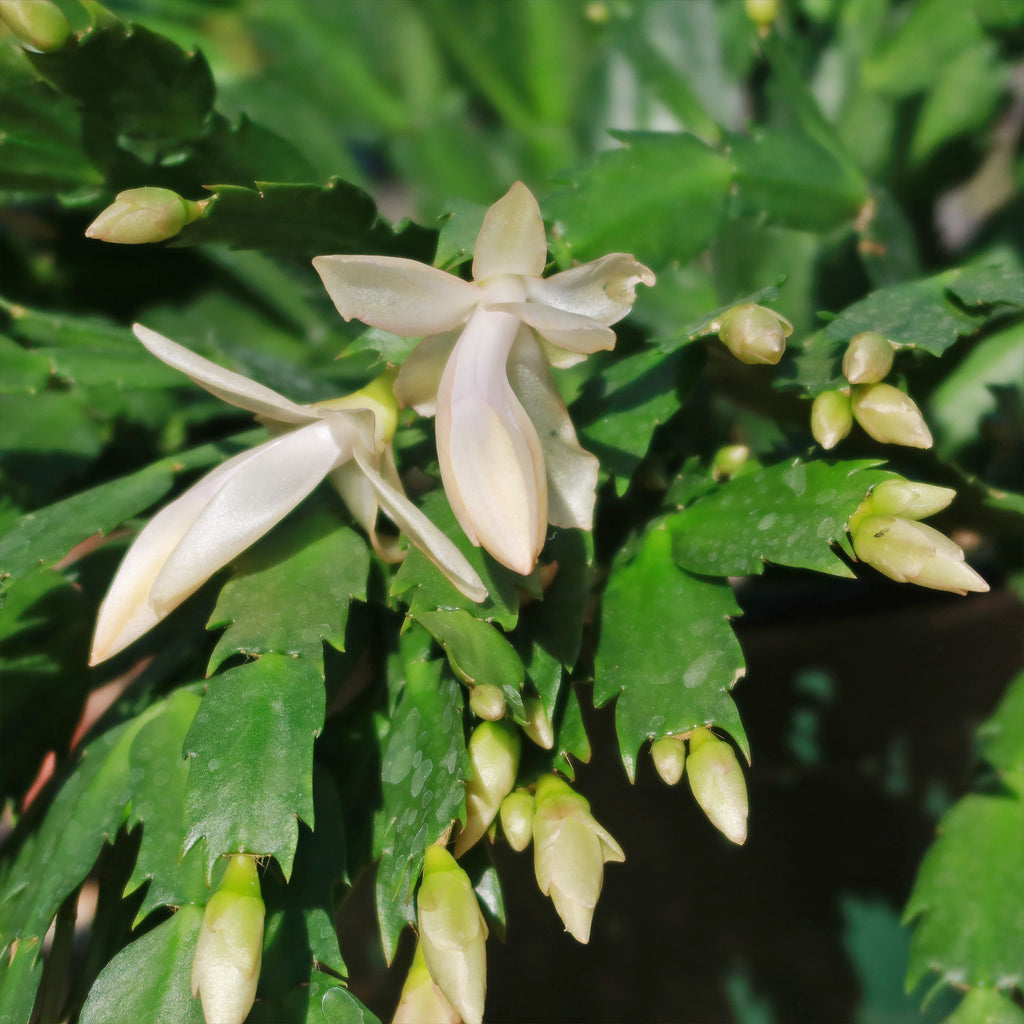Holiday Cactus – Schlumbergera