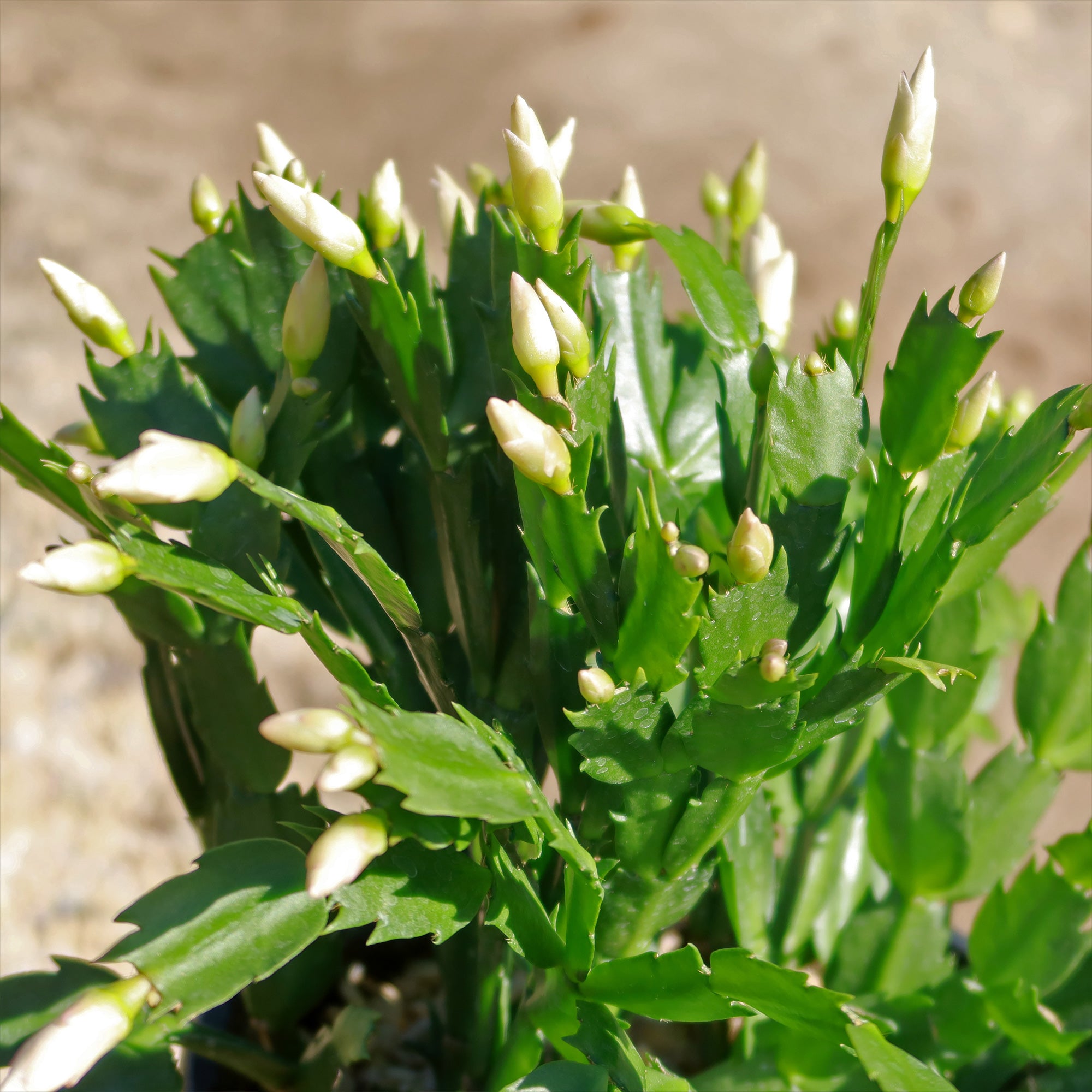 Holiday Cactus – Schlumbergera – White flowers