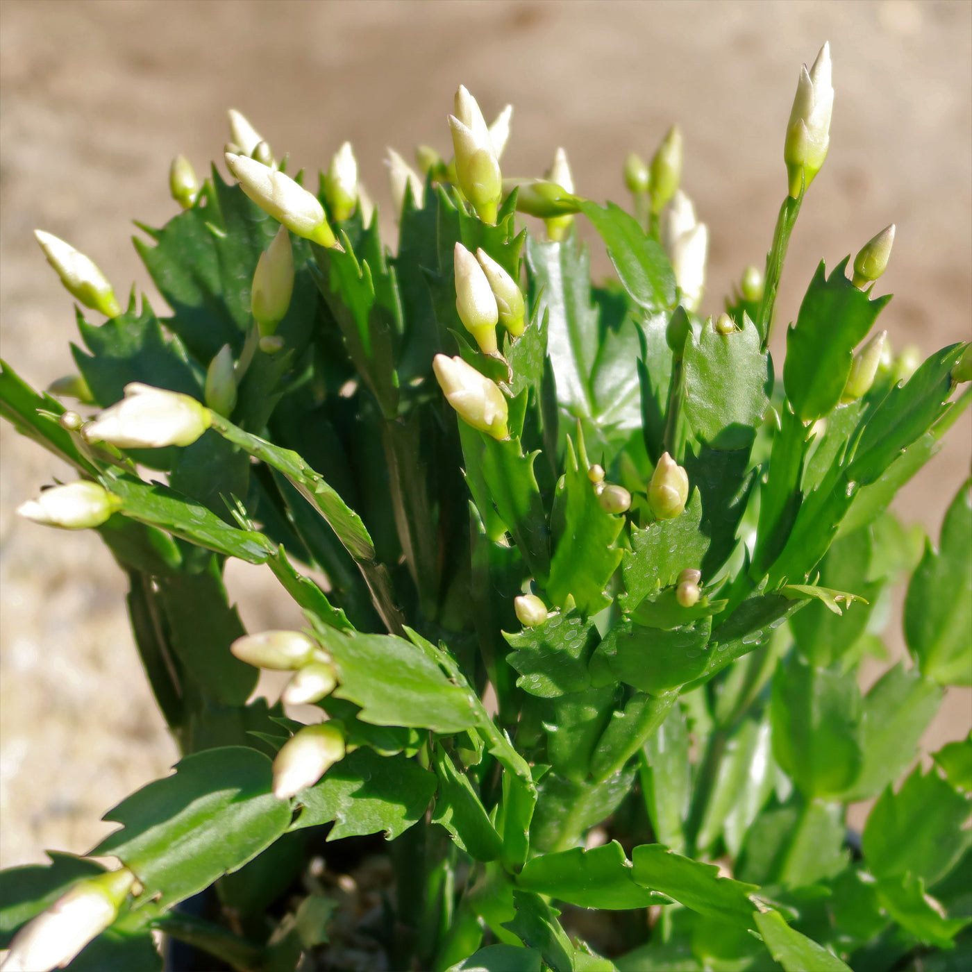 Buy Holiday Cactus Schlumbergera Online Planet Desert buy-holiday-cactus-schlumbergera-online-planet-desert