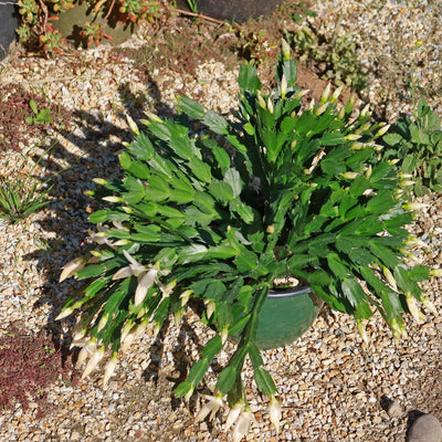 Thanksgiving Cactus - Schlumbergera truncata