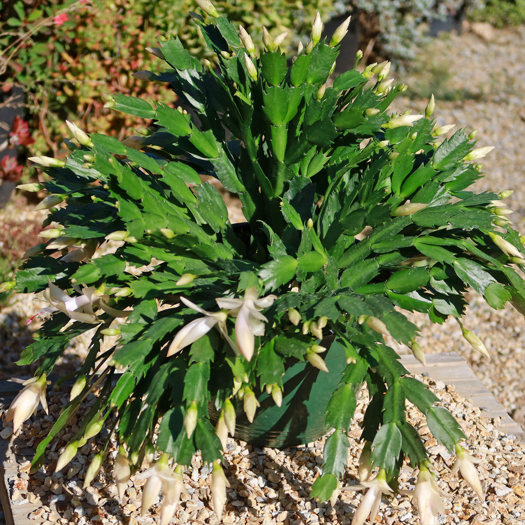 Holiday Cactus – Schlumbergera