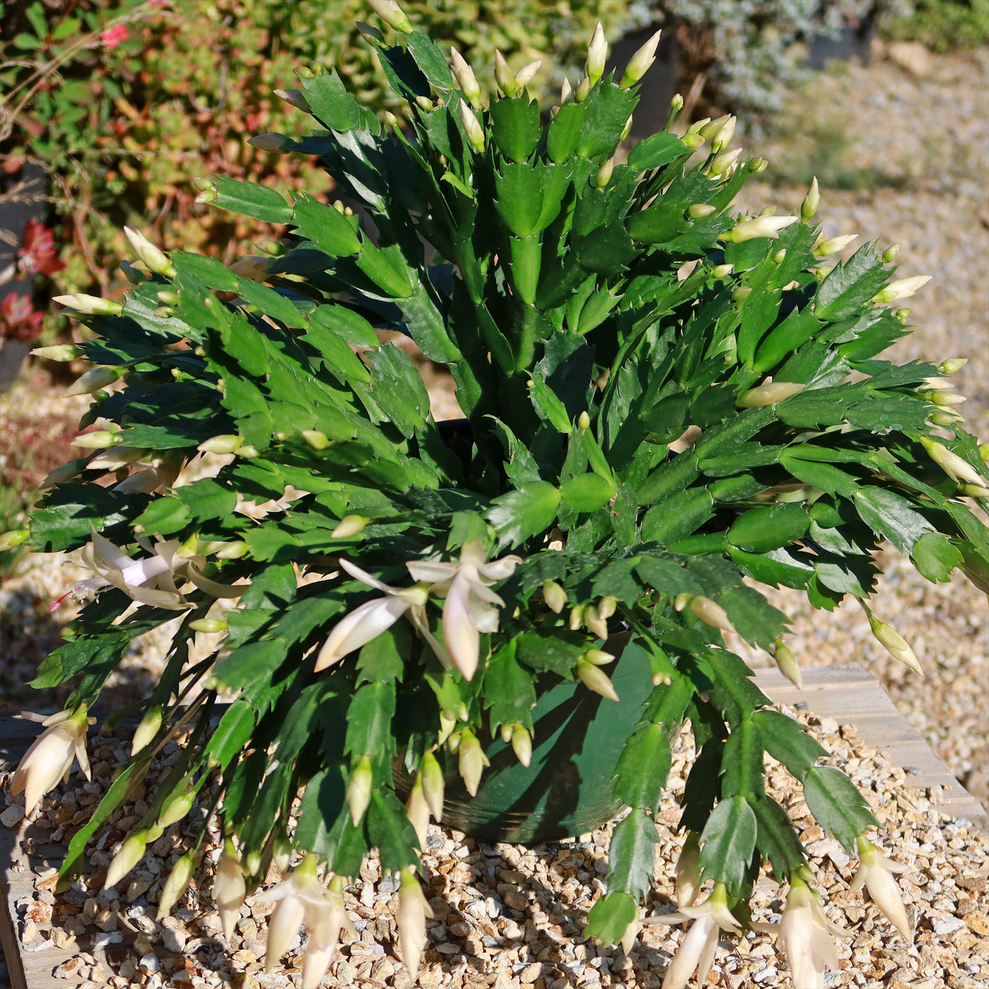 Thanksgiving Cactus - Schlumbergera truncata