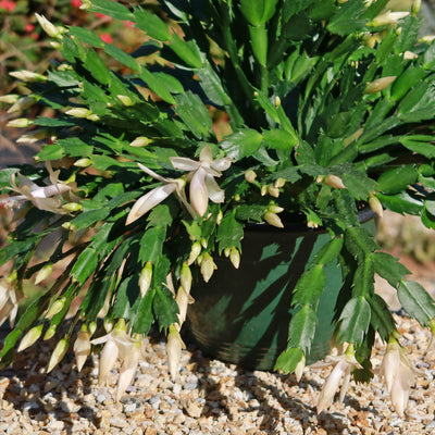 Holiday Cactus – Schlumbergera – White flowers