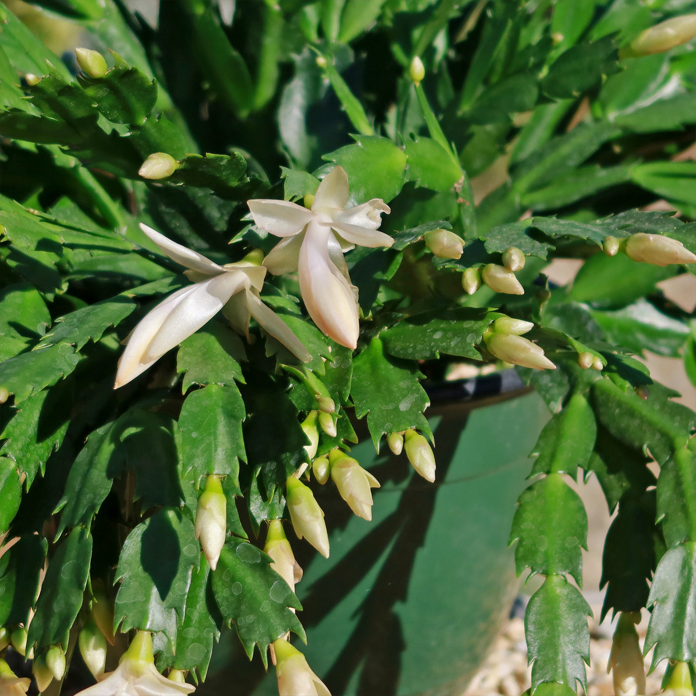 Thanksgiving Cactus - Schlumbergera truncata