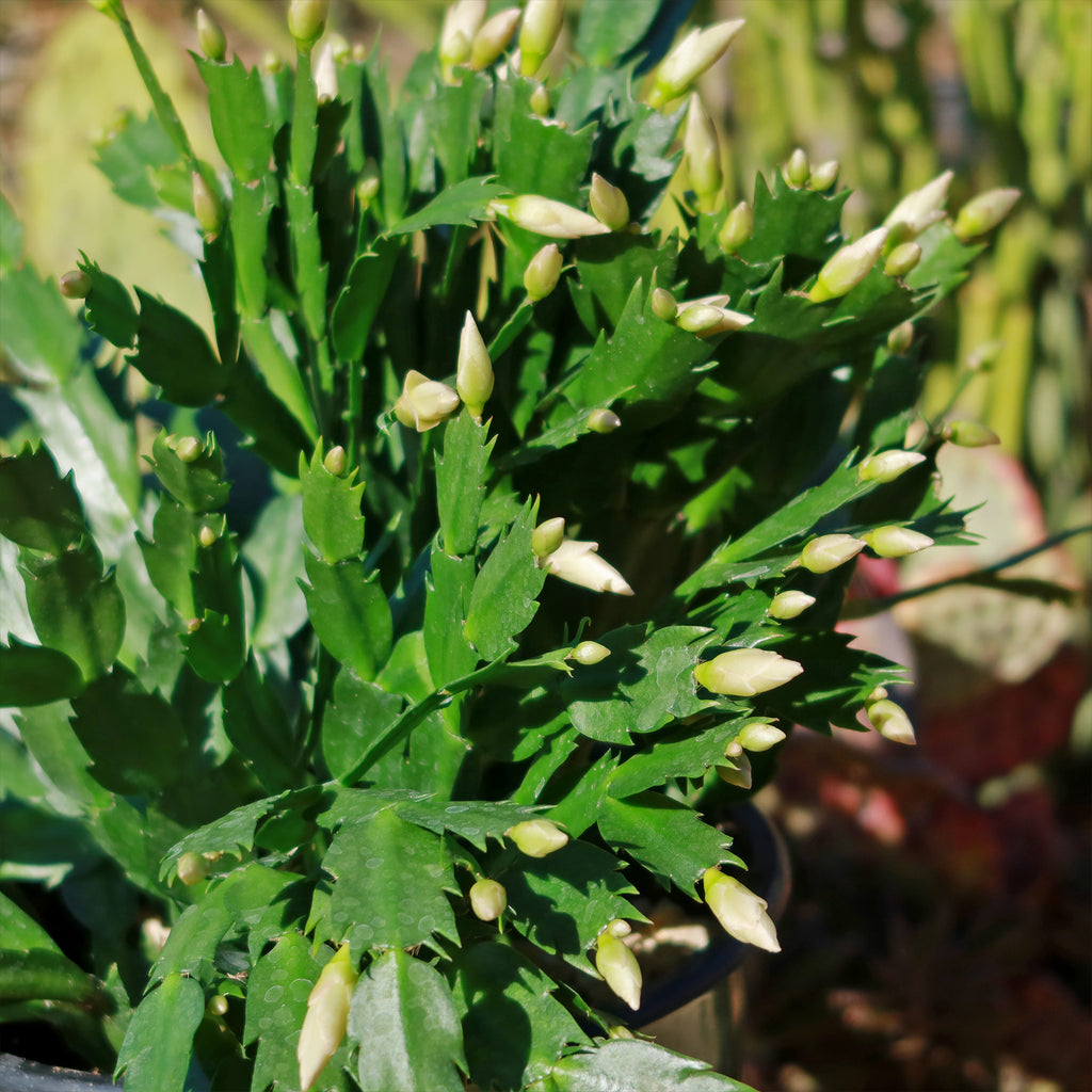 Thanksgiving Cactus - Schlumbergera truncata