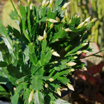 Thanksgiving Cactus - Schlumbergera truncata