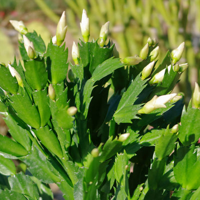 Thanksgiving Cactus - Schlumbergera truncata