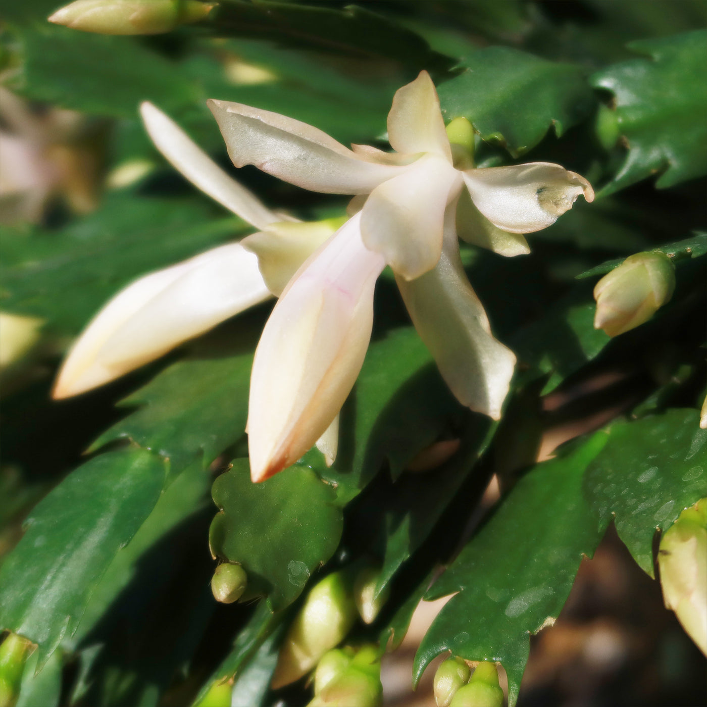 Thanksgiving Cactus - Schlumbergera truncata