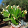 Thanksgiving Cactus - Schlumbergera truncata