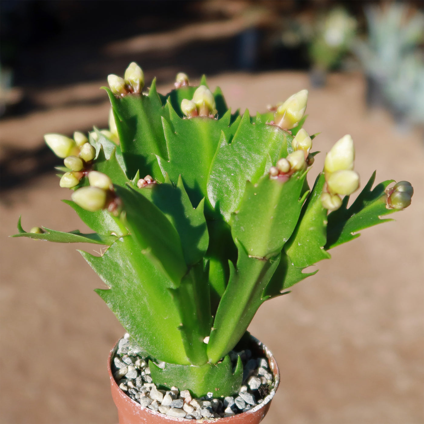 Thanksgiving Cactus - Schlumbergera truncata