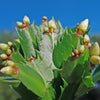 Holiday Cactus – Schlumbergera