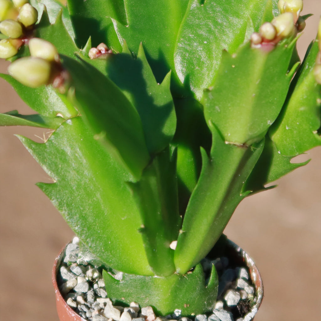 Holiday Cactus – Schlumbergera